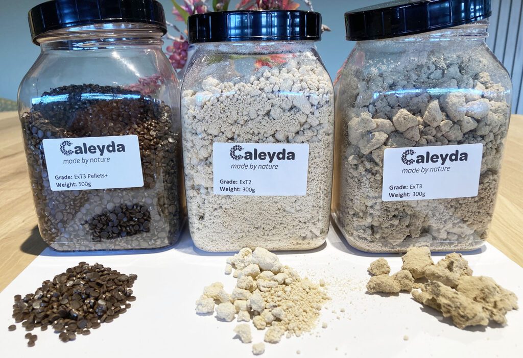 First kilos of Caleyda