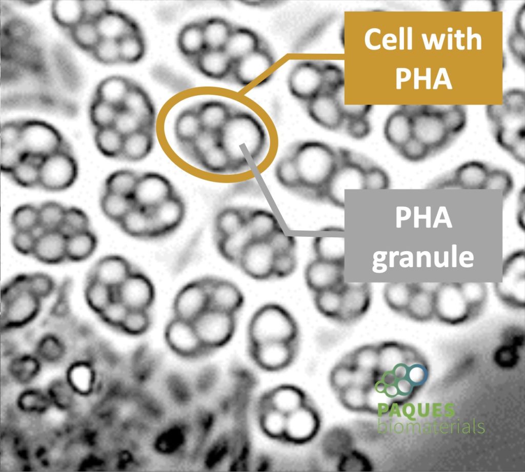Microscopic view of PHA-producing microbes